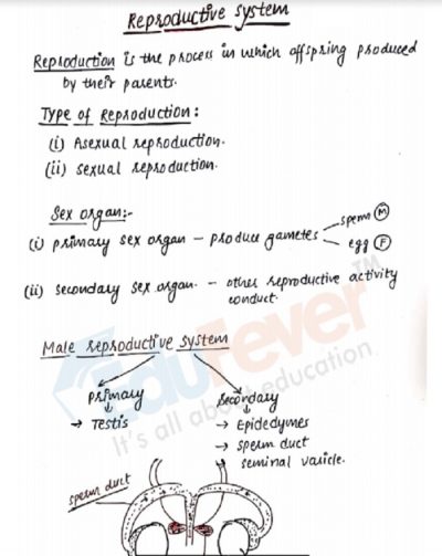 Human Reproduction Revision Notes For Neet Entrance Exam Hot Sex Picture 