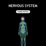 Nervous System Hand Written Notes