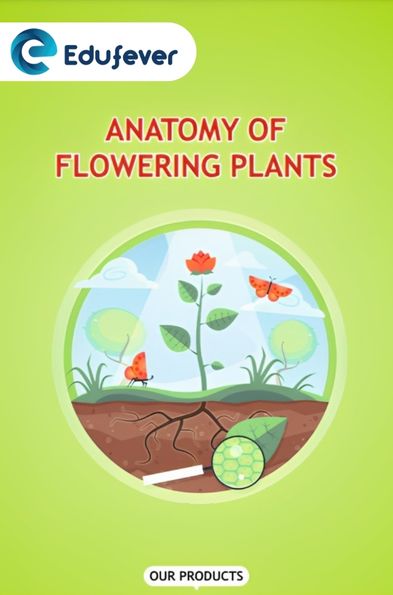Anatomy of Flowering Plants Revision Notes