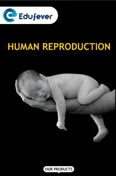 Human Reproduction Revision Notes