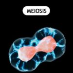 Meiosis Revision Notes