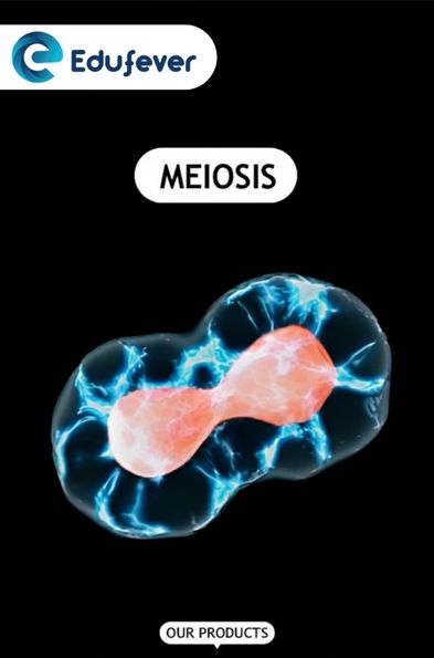 Meiosis Revision Notes