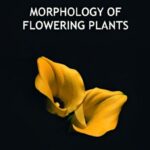Morphology of Flowering Plants Revision Notes