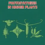 Photosynthesis in Higher Plants Revision Notes