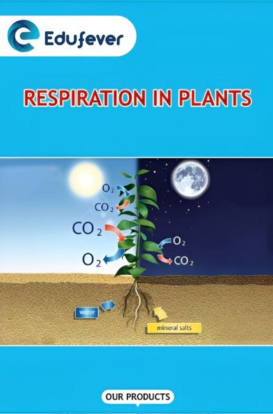 Respiration in Plants Revision Notes