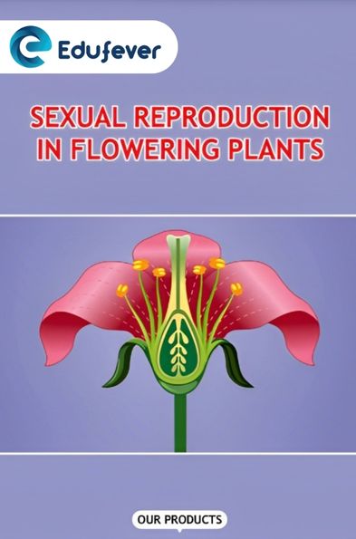 Sexual Reproduction in Flowering Plants Revision Notes