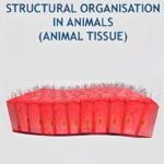 Structural Organisation in Animals Revision Notes