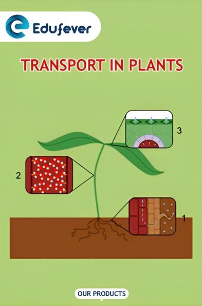 Transport in Plants Revision Notes