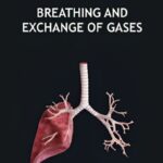 Breathing and Exchange of Gases Revision Notes