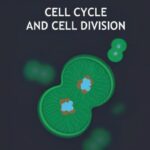 Cell Cycle and Cell Division Revision Notes