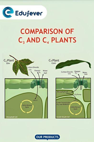 Comparison of C3 and C4 Plants Revision Notes