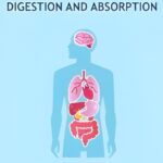 Digestion and Absorption Revision Notes