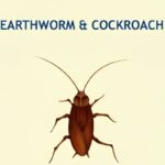 Earthworm & Cockroach Revision Notes