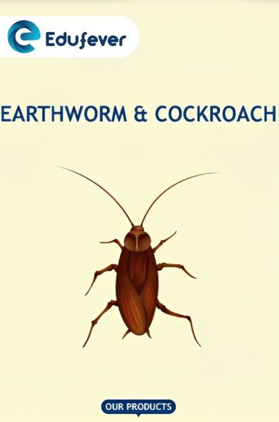 Earthworm & Cockroach Revision Notes