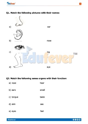 CBSE Class 1 EVS Activity Worksheet in PDF