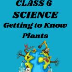 Class 6 Science Chapter 4 Getting To Know Plants