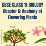 CBSE CLASS 11 BIOLOGY Anatomy of Flowering Plants Notes