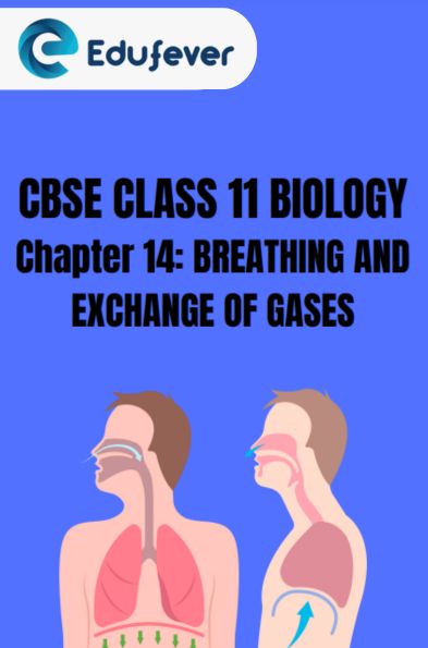 CBSE CLASS 11 BIOLOGY BREATHING AND EXCHANGE OF GASES Notes