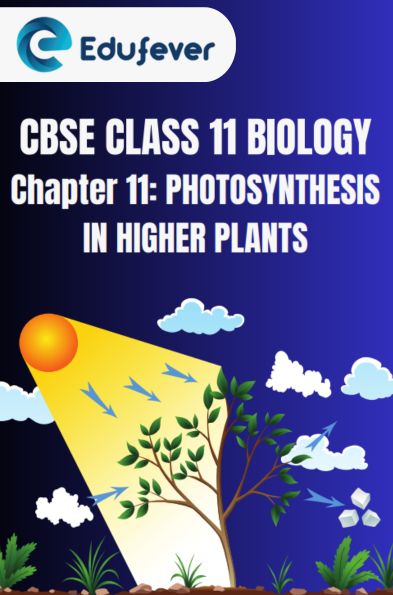 CBSE CLASS 11 BIOLOGY PHOTOSYNTHESIS IN HIGHER PLANTS Notes
