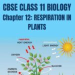 CBSE CLASS 11 BIOLOGY RESPIRATION IN PLANTS Notes